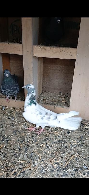 səbzi quşu: Göy baş erkey enni quyruğ — 3