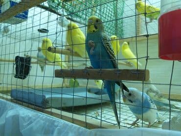 купить аквариум в баку: Topdan 10 manat qiymət sondu — 7