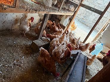 cex qus: Toyuq cücələri, Damazlıq, Ünvandan götürmə — 6