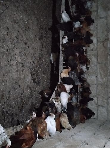 toy pudel satışı: Toyuq cücələri, Ətlik — 3