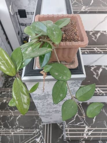 Hoya bitki satılır
