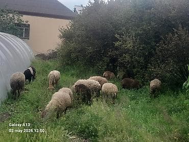 cins inəklər: Dişi, il: 5, 40 kq, Damazlıq, Ünvandan götürmə — 5