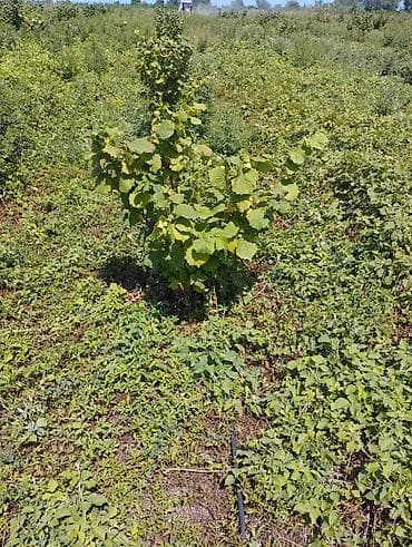 Fındıq tingləri və bağ sahəsi.Xacmaz rayonu Tikan oba kəndi.Kəndə