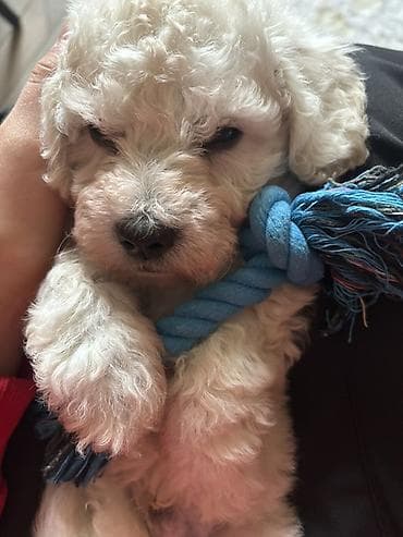 Mini poodle balası satılır peyvendli