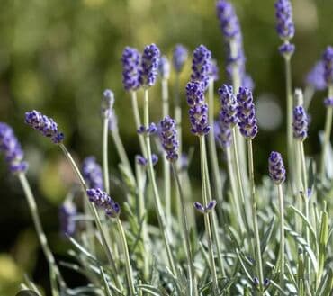 bənövşə: Lavanda bitkisi sıx, yaşıl yarpaqları və bənövşəyi çiçəkləri ilə — 1