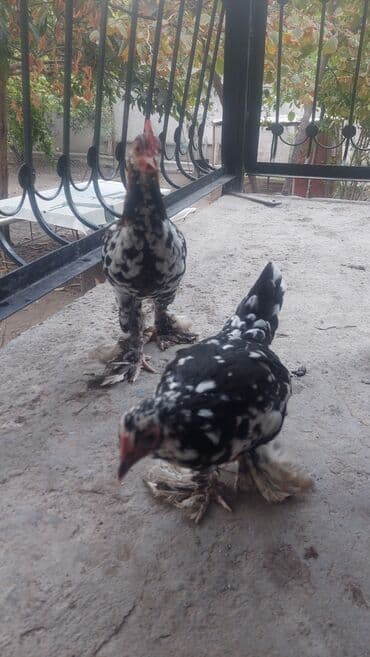 сколько стоит щенок чау чау: Rahibe toyuqlar Bir xoruz bir fere Sekide olur ikisi birlikde 50 — 5