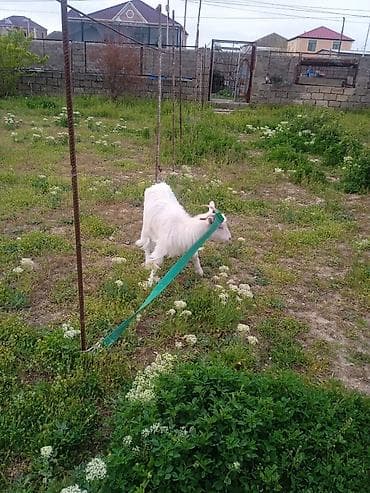 keçiler: Ağ rəngli yerli cins keçi - Uzun tüklü, ağ rəngli, möhkəm bədən — 3