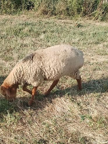 ev heyvanları it: Satılır qoyunlar. 25 ədədə heyvandır bundan 4.5 dənəsi yaşlı heyvandır — 4