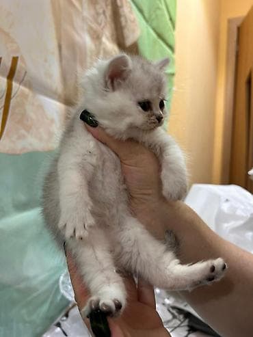 pişiylər: Britan — 8