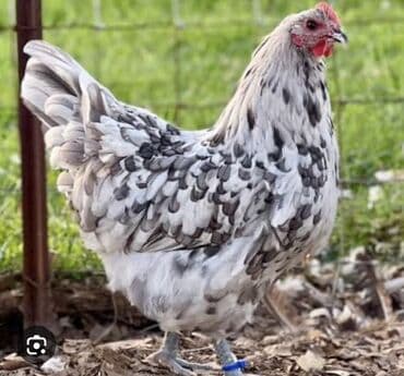 toyuq yuvasi: Toyuq, Damazlıq — 1