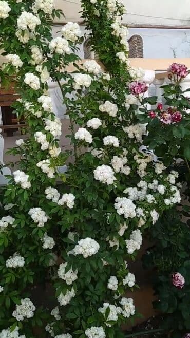 gul toxumlari: Həyət gülleri. 90növ çesid var! — 20