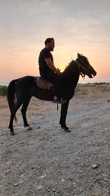 Turizm: At satılır atın bir nöksanıda yoxdu.təmiz yorgadı 50 gedir 6yaş 145sm — 1