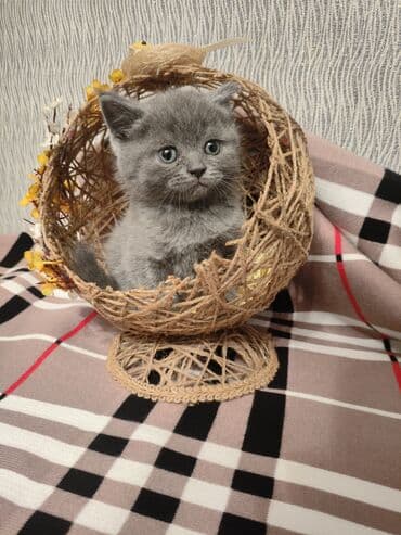 pişiklər üçün bit dərmanı: Шотландская, Самец, В добрые руки, Самовывоз — 8