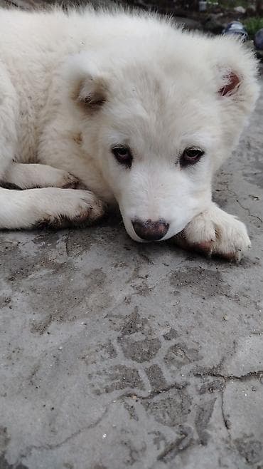 xaski ag: Ağ tüklü bala it – iri cins. - Qalın, sıx və yumşaq ağ kürk - Tünd — 1