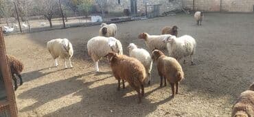 Akvariumlar: Dişi, Qala, il: 1, 75 kq, Damazlıq, Südlük, Ətlik, Ünvandan götürmə — 4