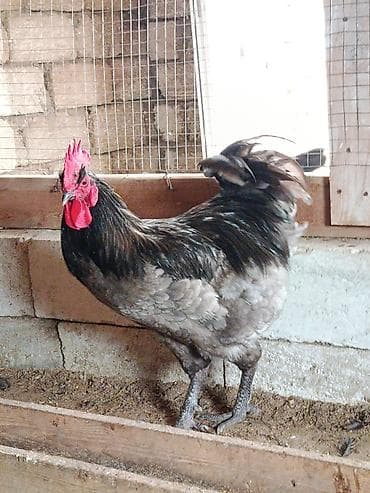 cütləş: Satılır:11 aylıq alman cinsi olan boz astralop xoruzu,ünvan Mərdəkan — 5