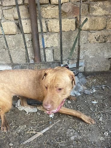 ingilis setter it cinsinin digər adı: Pitbul, 2 il, Dişi, Cütləşmə üçün — 3