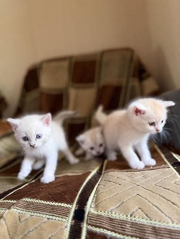 pișik: Dişi, Erkək — 2