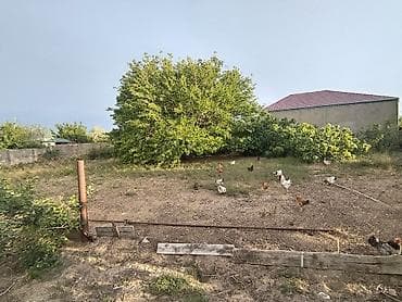 razinde kiraye evler: 8 sot, Tikinti, Mülkiyyətçi, Kupça (Çıxarış) — 1