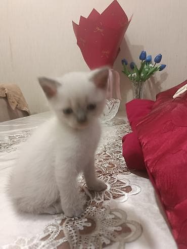 pışık: Ana Britan,Ata Şinşilla Color point olan pişiklərin balaları — 4