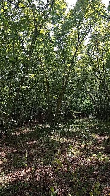 18 mine evler: 22 sot, Tikinti, Mülkiyyətçi, Kupça (Çıxarış) — 7