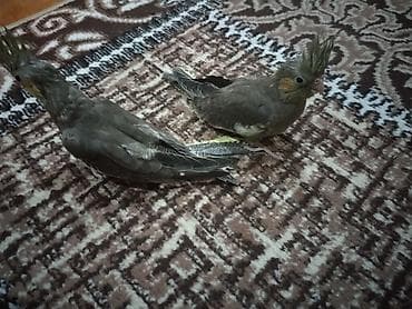 tutuquş: Nymfa tutuquşuları (Cockatiel) – boz və sarı tonlarda gözəl lələklər — 3