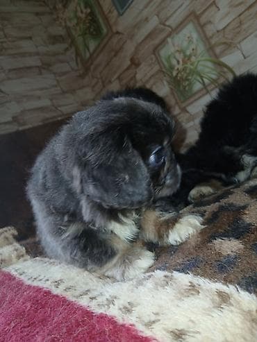 heyvanlar: Pekines — 5