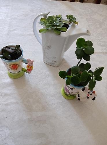 agaclar: 3 ədəd otaq bitkiləri: pul ağacı (krasula), daş gülü (echeveria) və — 1