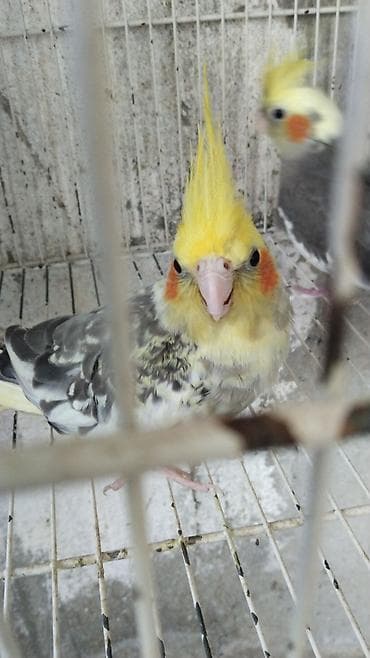 tutuquşlar: Watsap elaqe saxlayin Nimfa (Cockatiel) tutuquşuları – müxtəlif — 3