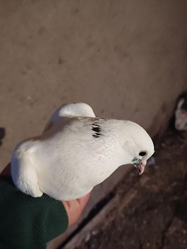 Другие животные: Ağ rəngli ev göyərçini - Rəng: əsasən ağ, quyruq lələklərində tünd — 3