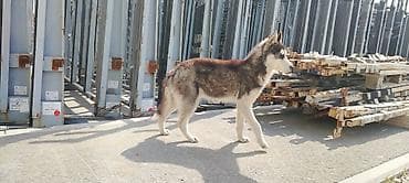 pudil itleri: Xaski — 3