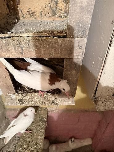 goyərcin pavlin: Qirmizi boyun abrez qirmizi quyruq bayil — 2