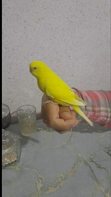 deniz qurdu satisi: Qırmızı göz quş — 3