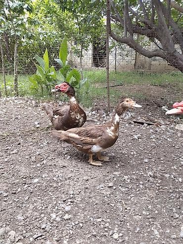 Musk ördəkləri (Muscovy) – qəhvəyi-ağ ləkəli rəngdə, geniş həyət və — 2