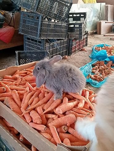 heyvan sahiblənmə: Ev dovşanı balaları – uzunqulaqlı, tüklü minilop tipli (aşağı sallanan — 8