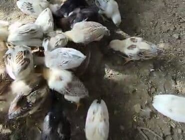 Temiz qandilar 1 ededi 6 manat