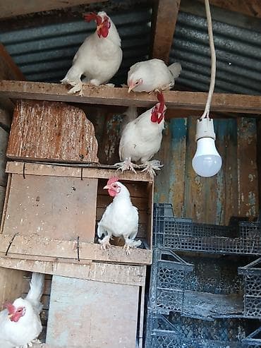 Keçilər, çəpişlər: Toyuq, Damazlıq — 4