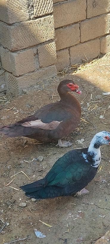 it bazari 2019: Lal ördək. Krasnadar. Erkək maya. 1 illik. Tam sağlam heyvanlardı — 6