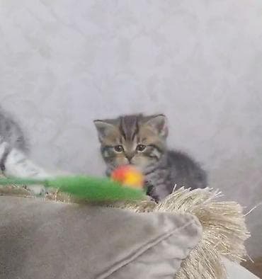 velikan dovsan satisi: Britan — 2