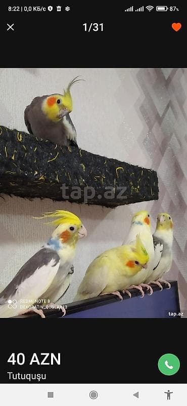 balaca danalar: Salam bayram endirimlərindən istifadə edə bilərsiniz — 2