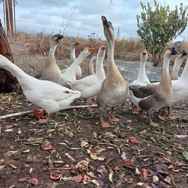Bu ilin qazlaridi saglam qazlardi isdeyen zeng etsin gelib gotursun lalafo.az -da Bu ilin qazlaridi saglam qazlardi isdeyen zeng etsin gelib gotursun
