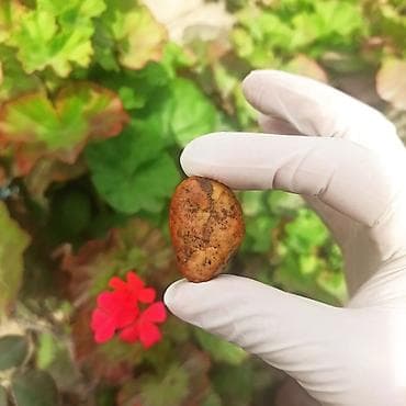 green witch saat: Kolleksiyamdakı Təbii Daşların Satışı | Mineral • Kristal • Dekorativ — 9