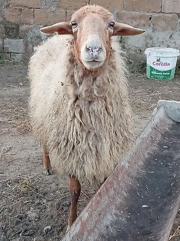 Akvariumlar: Boğaz qoyun lar 190 dan 220 yə kimi — 3