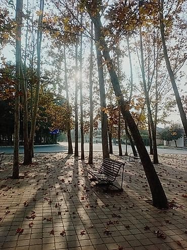 Kürdəmir rayonunda torpaq satılır. Şəkil elə belə qoyulub Sənədlə 8