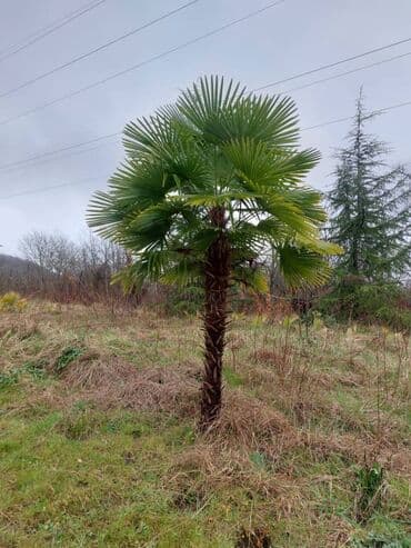 yolka qiymetleri 2021: Her nov palma var — 3