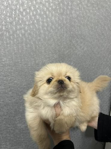 pulsuz it verilir: Pekines, 1 ay, Erkek — 3