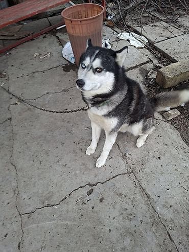 Xaski, 2 il, Erkek, Sənədli, Ödənişli çatdırılma