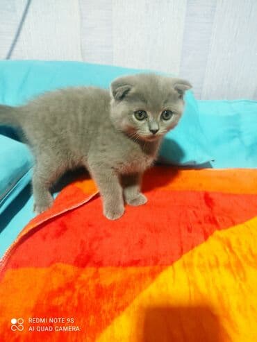 pişik üçün qum qabı: Şotland, Erkək, Dişi, Ünvandan götürmə — 6