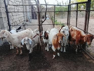 keçi satanlar: Salam bu gördüynuz keciler satilir hamsi bir yerde 4 anadir 4 bala — 1