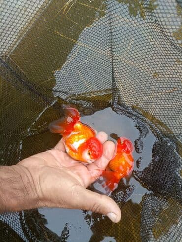 купить аквариум в баку: Oranda 2 quyruq qiyməti 2 manat 4 quyruq qiyməti 3 manat. Ünvan — 10